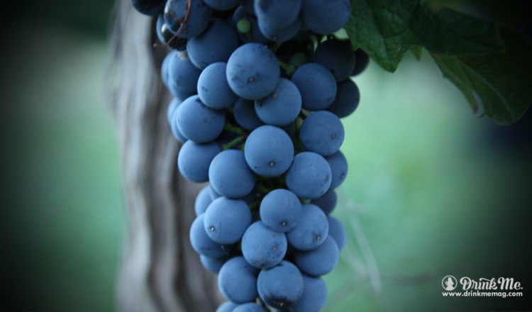 Grape Harvest Argentina Drink ME Magazine