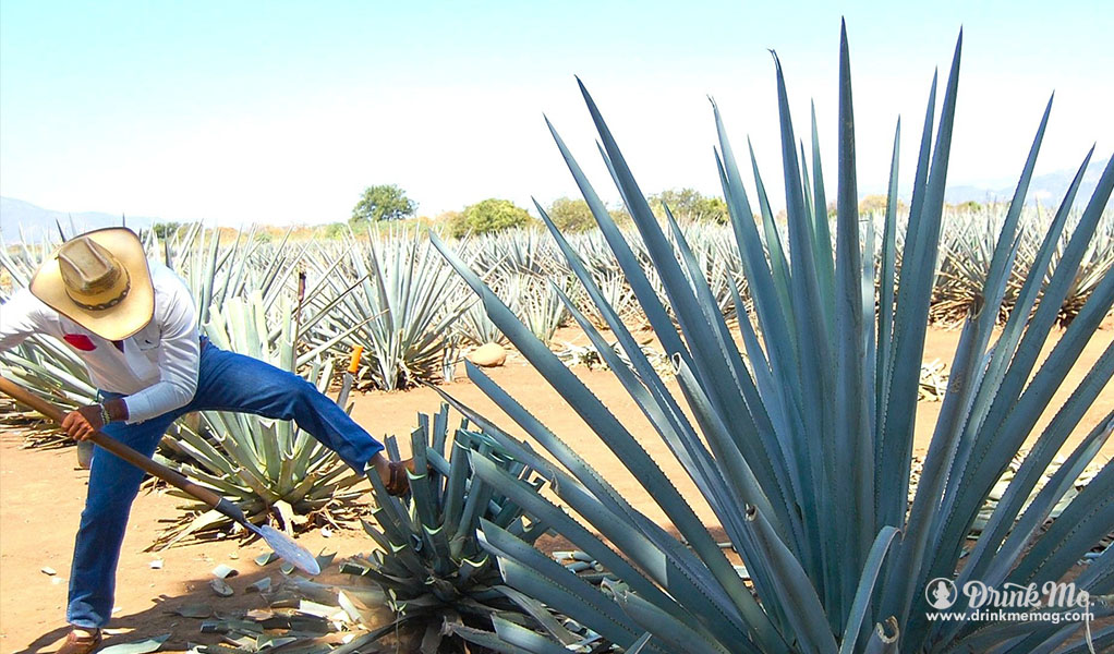 From Plant To Bottle, Find Out How Traditional Tequila Is Made Drink Me Magazine