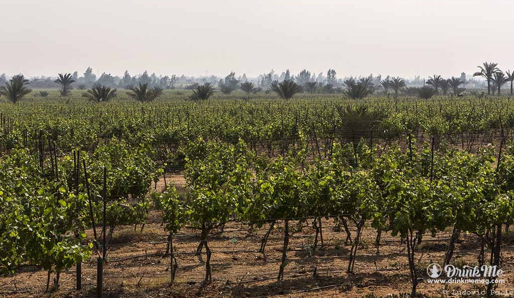 Unusual Wine Regions drinkmemag.com drink me egypt
