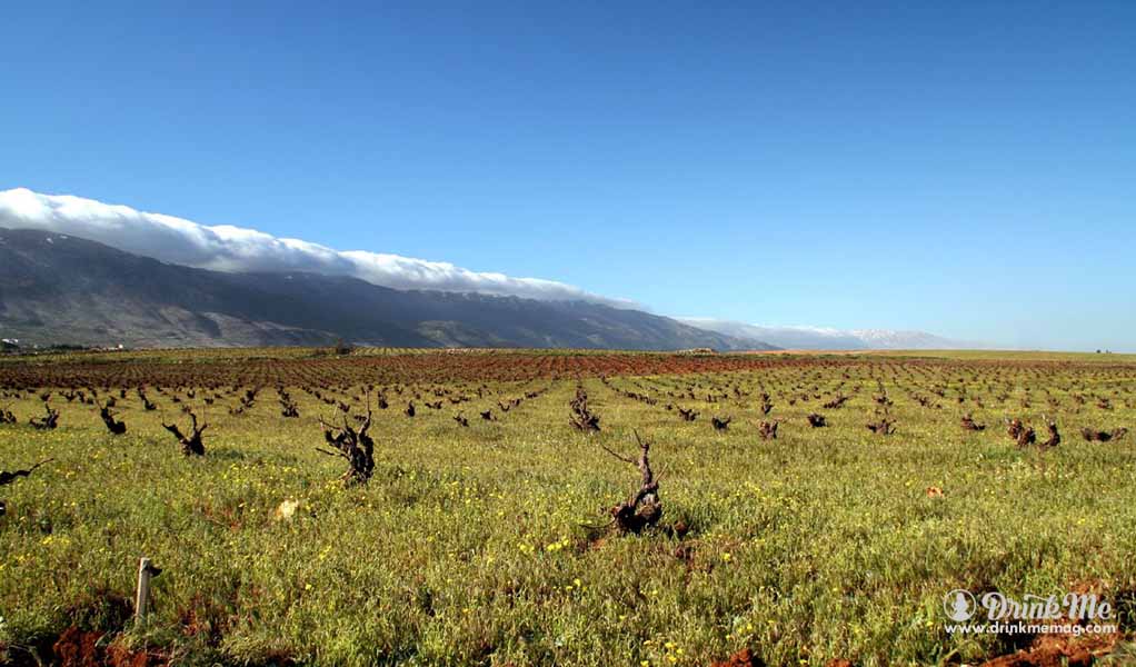 Unusual Wine Regions drinkmemag.com drink me lebanon