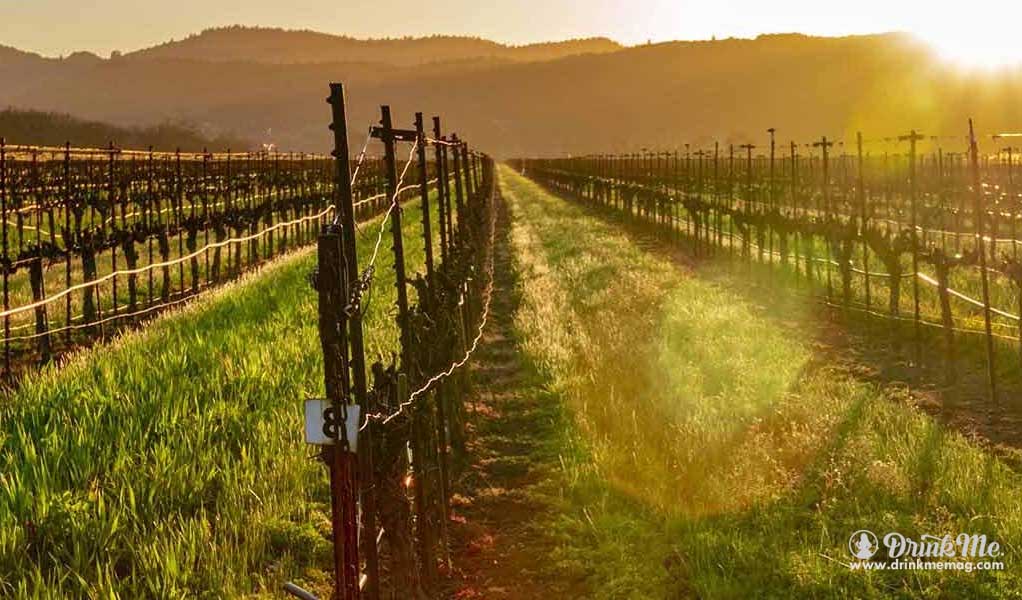 Guide To Napa Valley Drinkmemag.com drink me