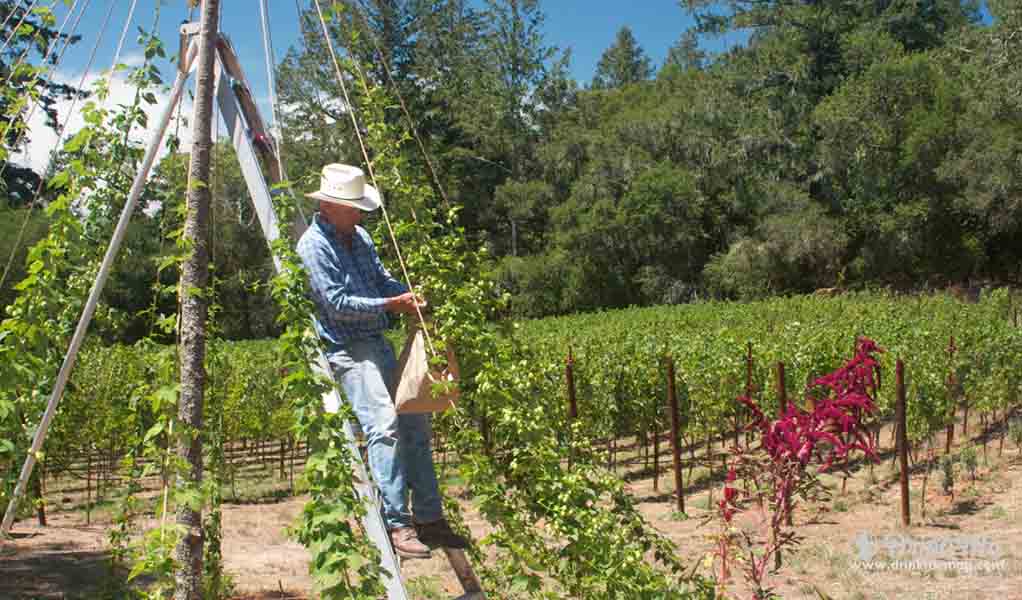 Wise Acre most sustainble winery napa valley awards drinkmemag.com drink me