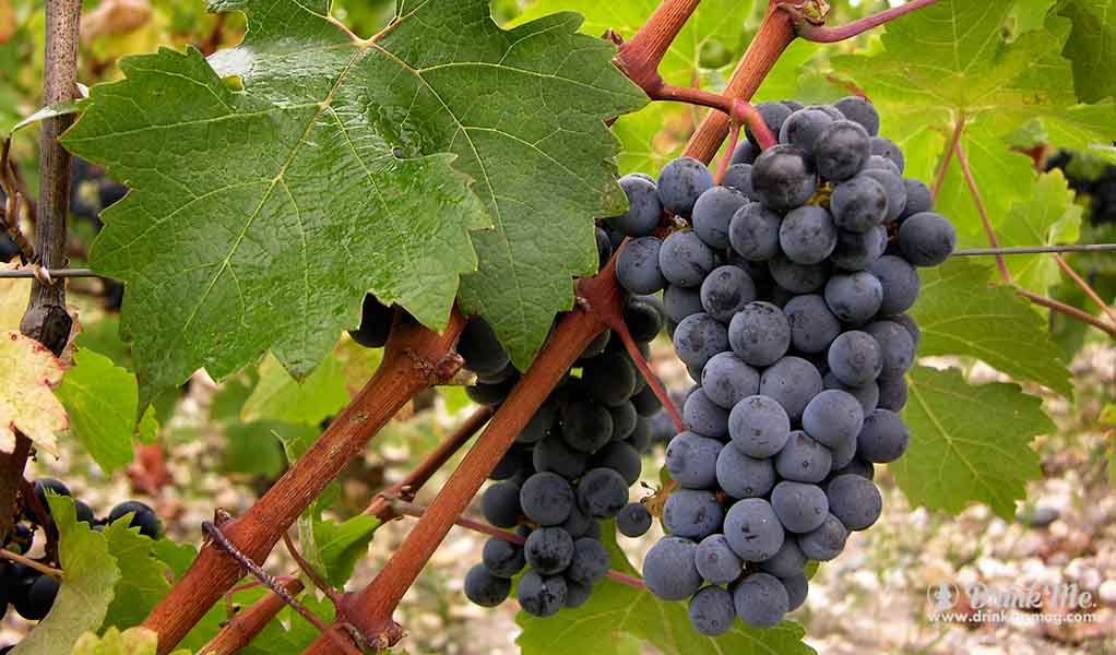 drinkmemag.com bordeaux everyday vordeaux wine millennial cheap bordeaux wine drink me 12