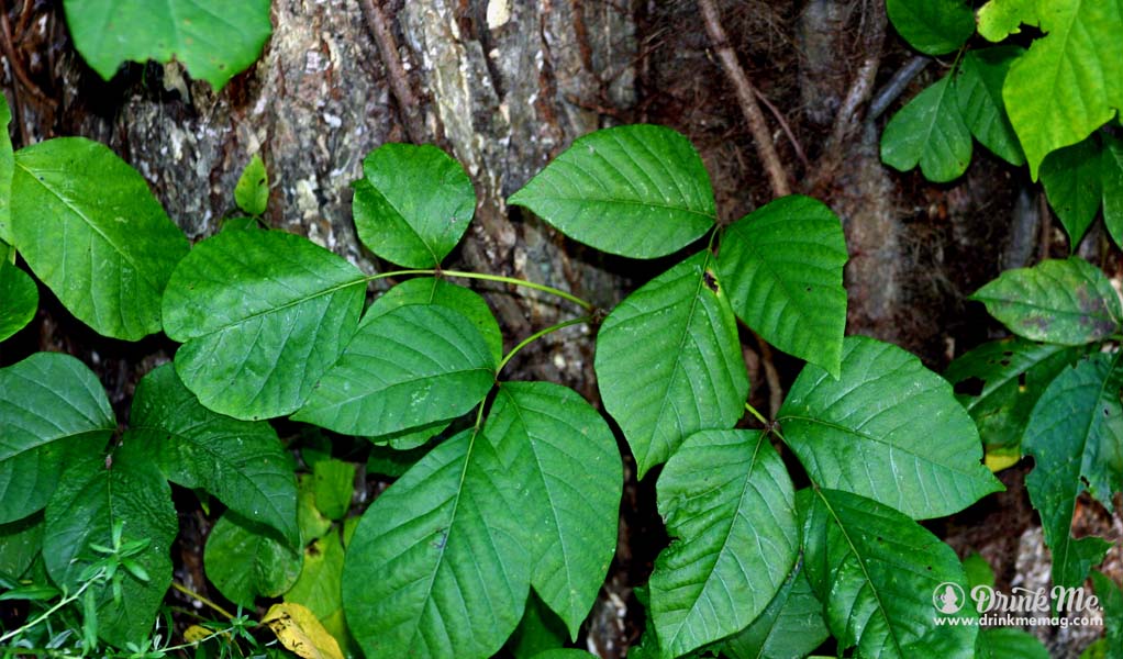 poison-ivy-drinkmemag-com-uses-for-vodka-drink-me