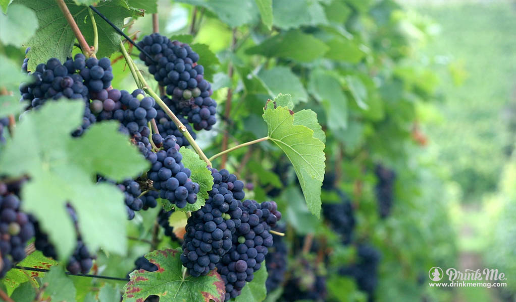 Alsace Pinot Noir